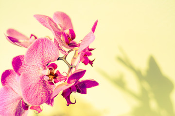 Pink purple beautiful orchid flowers on cream background with shadow