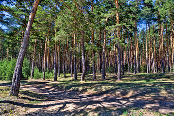 Sunny summer day in the mixed forest 