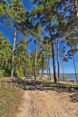 Sunny summer day in the mixed forest 