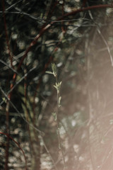 tree in the forest