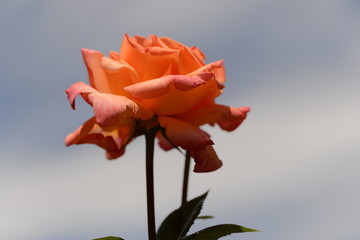 薔薇