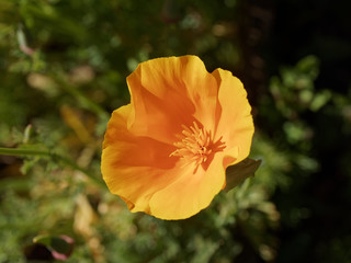 (Eschscholzia californica) Blooming season of California poppies or golden poppies