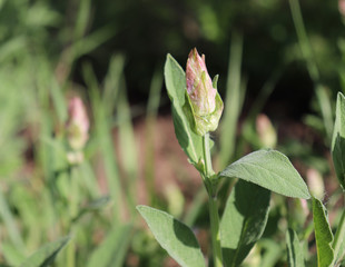 Closeup flowering Salvia officinalis a bright day . Medicinal plants, herbs in the garden. Concept of healthy nutrition.