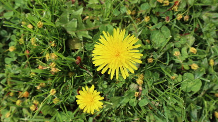 dandelions in grass