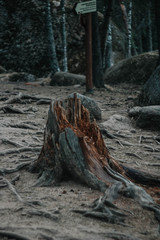 roots of tree