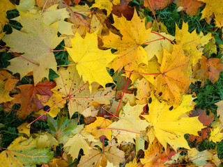 Naklejka na ściany i meble autumn maple leaves of different colors