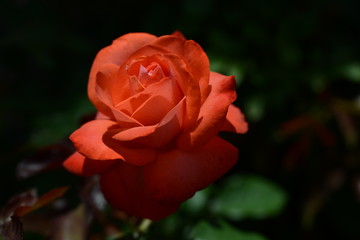 薔薇