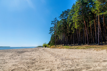 Green forest on the shore of the lake, sand on the shore, summer