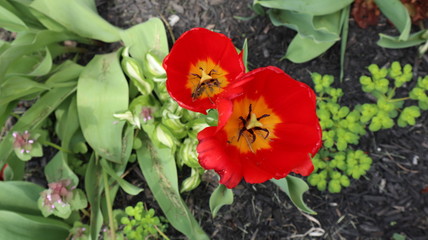 red tulips in the garden