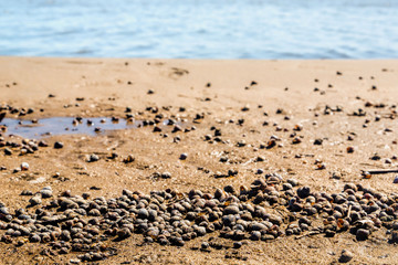 The shore of the lake, summer, beach