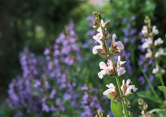 Closeup flowering Salvia officinalis a bright day . Medicinal plants, herbs in the garden. Concept of healthy nutrition.