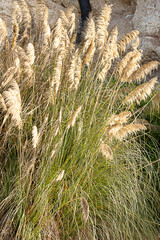 pampas grass blowing in the wind and sunlight, golden and silver