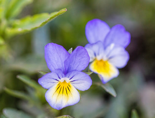 Fototapeta premium Field of cosmos flower, Spring flowers, Spring Background