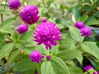 purple Gomphrena Globosa Flower in the garden