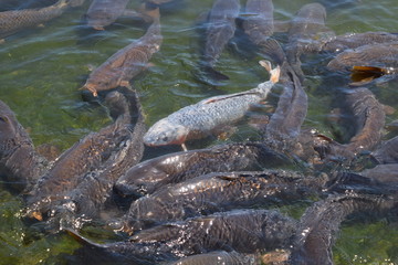 池で泳ぐ鯉