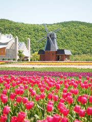 北海道風景 かみゆうべつチューリップ公園
