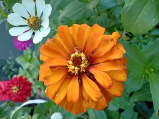 orange zinnia elegans flower in the garden 