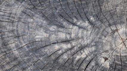 Wood art done be nature black texture