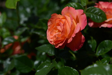 薔薇
