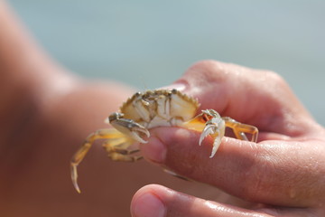 Crab in hand close up
