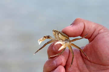 Crab in hand close up