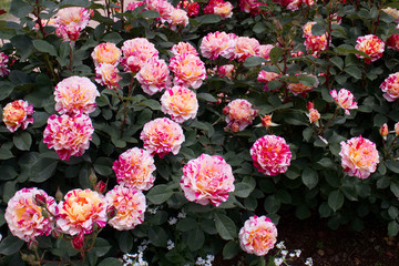 バラ　モーリスユトリロ