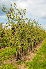 Fototapeta na wymiar Low apple trees in a Dutch orchard in the spring season