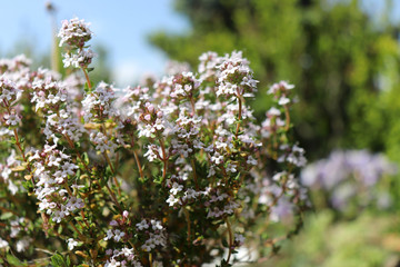 Thymus vulgaris common thyme, German thyme, garden thyme. Thymus vulgaris is a species of flowering plant .Thyme is any of several species of culinary and medicinal herbs,variety with pale pink flower