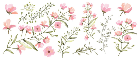 Watercolor illustration. Botanical collection of wild and garden plants. Set: leaves flowers, branches, herbs and other natural elements. All drawings isolated on white background. Pink flowers.
