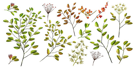 Watercolor illustration. Botanical collection of wild and garden plants. Set: leaves flowers, branches, berries, seeds and other natural elements. All drawings isolated on white background.