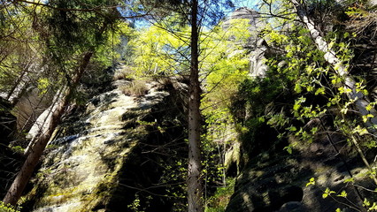 Forest park in the Czech Adrspach-Teplice Rocks