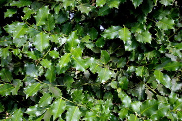 Green leaves background