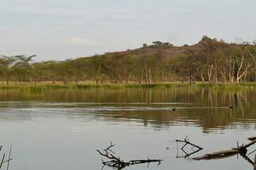 Lake against a mountain and forest background, Lake Elementaita, Kenya