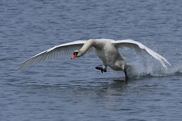 Mute swan (Cygnus olor)
