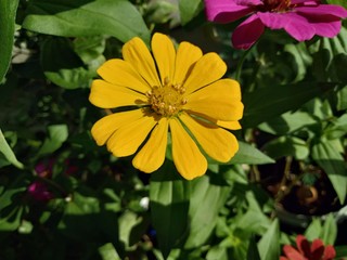 Yellow zinnia elegans flower blooming in the garden
