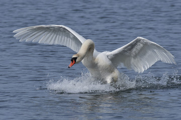 Mute swan (Cygnus olor)