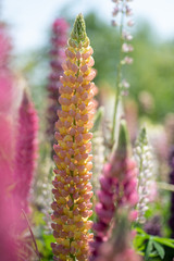 ラッセルルピナス