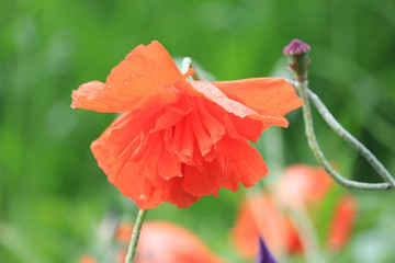 Obraz premium riot of spring flowering