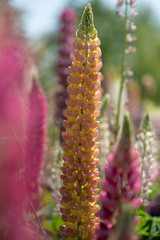 ラッセルルピナス