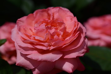 薔薇