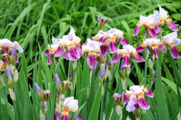 riot of spring flowering