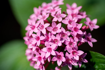 Obraz premium Pentas