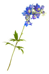Blue field flowers isolated on white, wildflowers. 
