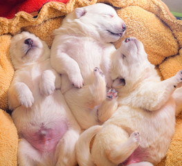 sleeping baby puppies