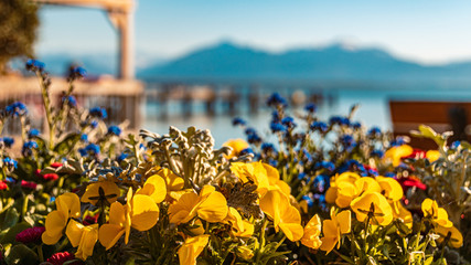 Fototapeta premium Flowers in spring with the famous Chiemsee - Bavaria - Germany in the background
