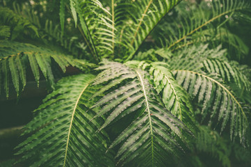 Green leaves of tropical fern plants,  green jungle summer background  in  vintage tone