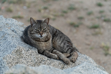 Big tabby cat laying on the rock