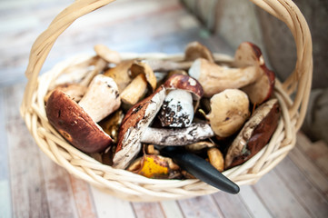 Fresh forest mushrooms in the basket, porcini , brown cap boletus , mosses, macro.