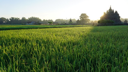the beginning of summer when the sun rises with the foreground of a temple that looks very beautiful