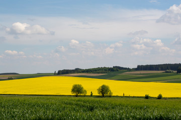 landscape, rape fields, rape seed